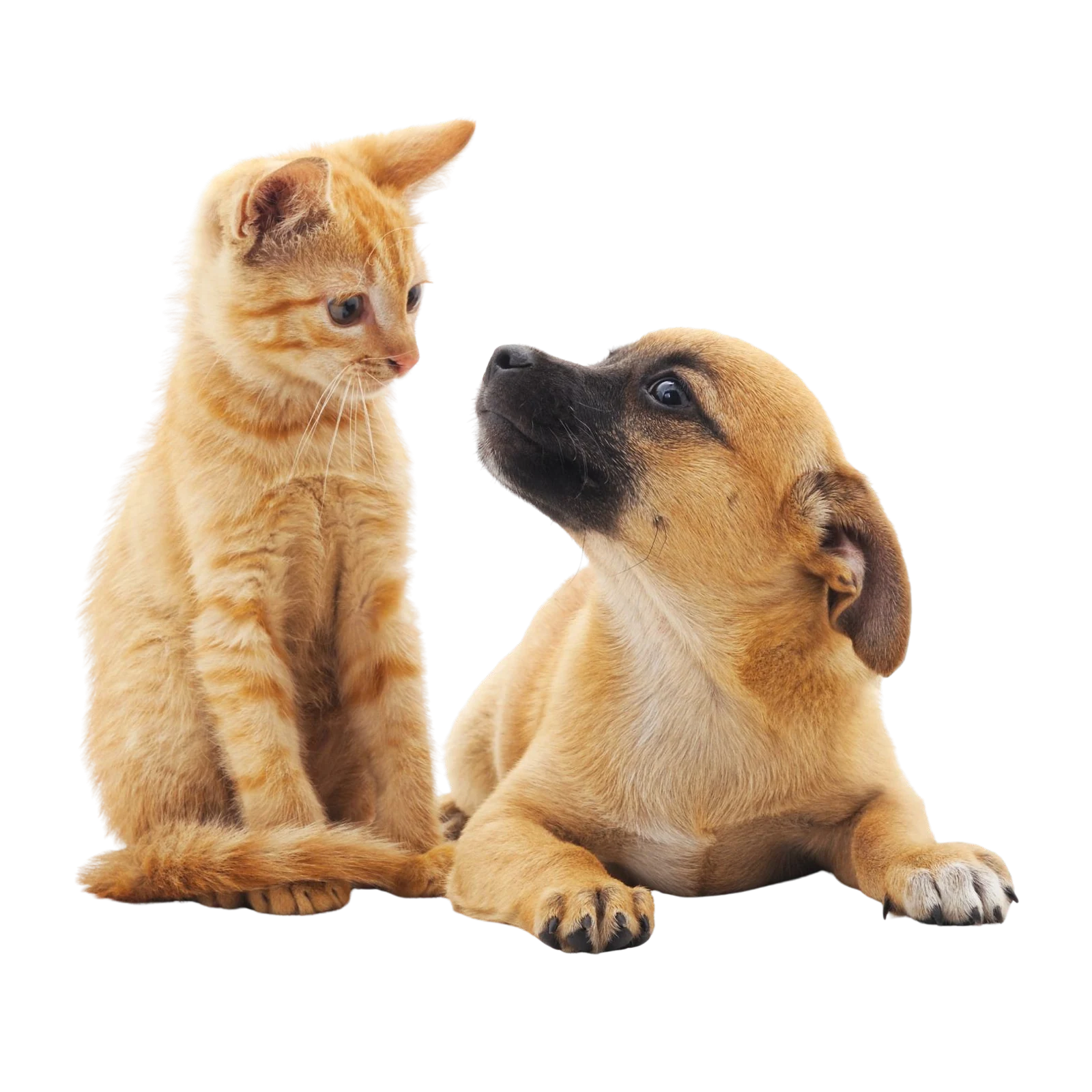 A kitten and puppy sitting together